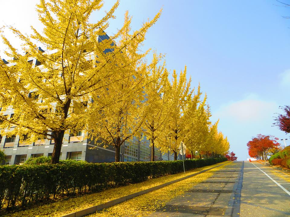 Khung cảnh tuyệt đẹp tại trường đại học Myongji