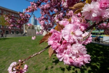 7 Mùa hoa anh đào nở tại Đức: Top 10 nơi có hoa anh đào nở đẹp nhất cho lễ hội Hoa anh đào Hanami (phần 2) mới nhất